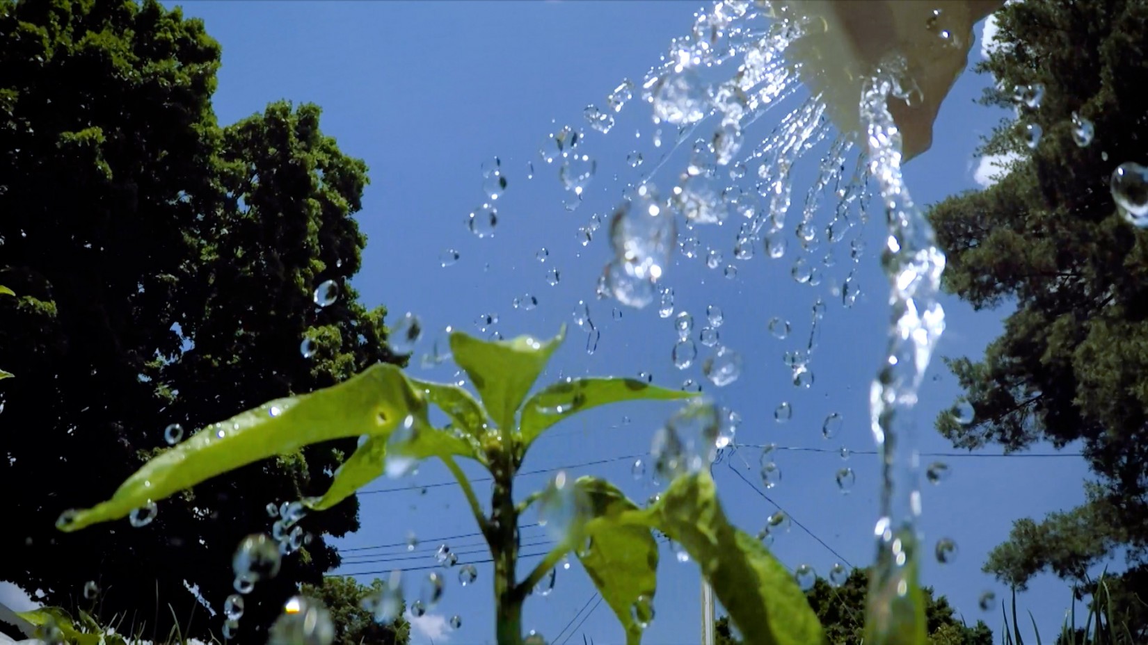 How to steward our most important natural resource 5 Watering a pepper plant from a can. (Image: VPM)