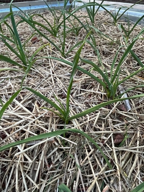 Don't spring right into full gardening (yet!) 1 Garlic planted last fall is poking up through the ground now. (Photo: Peggy Singlemann)