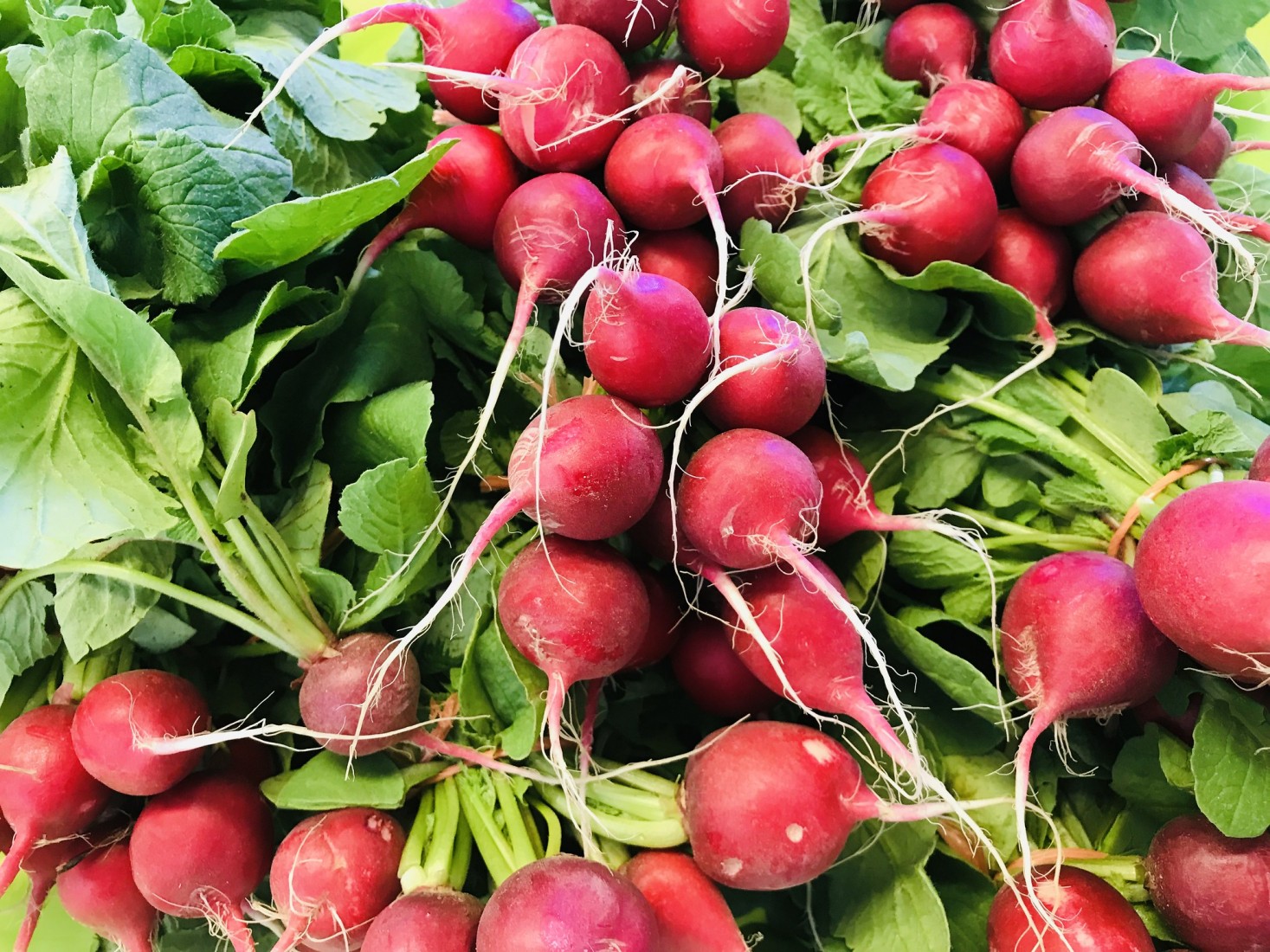 Spring is almost here, so get out the pruning shears! 3 Radishes can be sown directly in the garden. (Photo: Natalie Maynor)