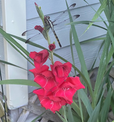 Local mom creates a pollinator garden to control the quality of food for her family 1 Red gladiolus flower being visited by a dragonfly.
