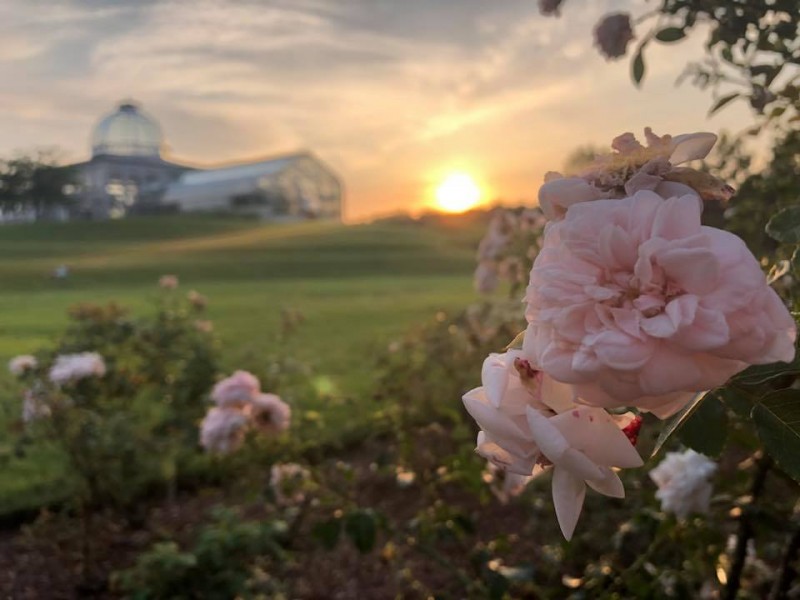 Artsline - Summer Music, Gardens, and Theatre in the RVA! 9 flowers after 5