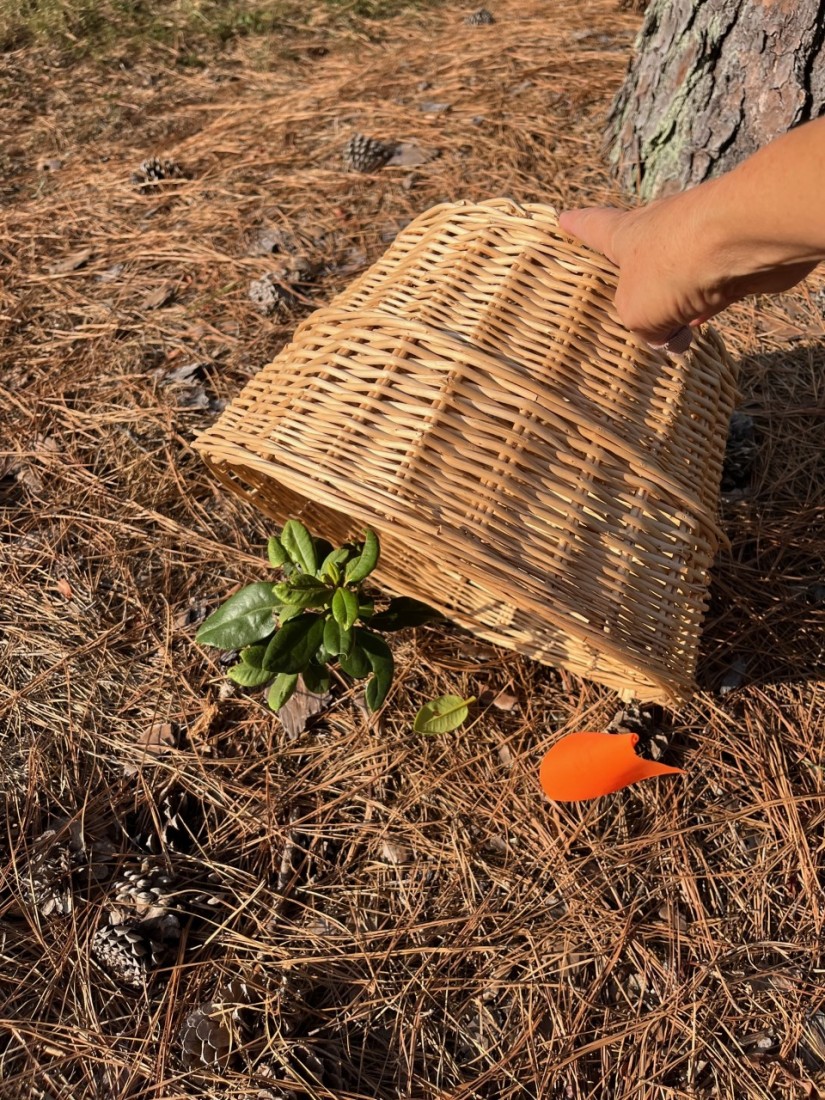 Cool Weather Vegetables, Fall Lawn Care, and Houseplants 1 Covering a plant will reduce heat and drought stress. Use the flag a method to let neighbors know which plants to water while you are on vacation. (Photo: Peggy Singlemann)