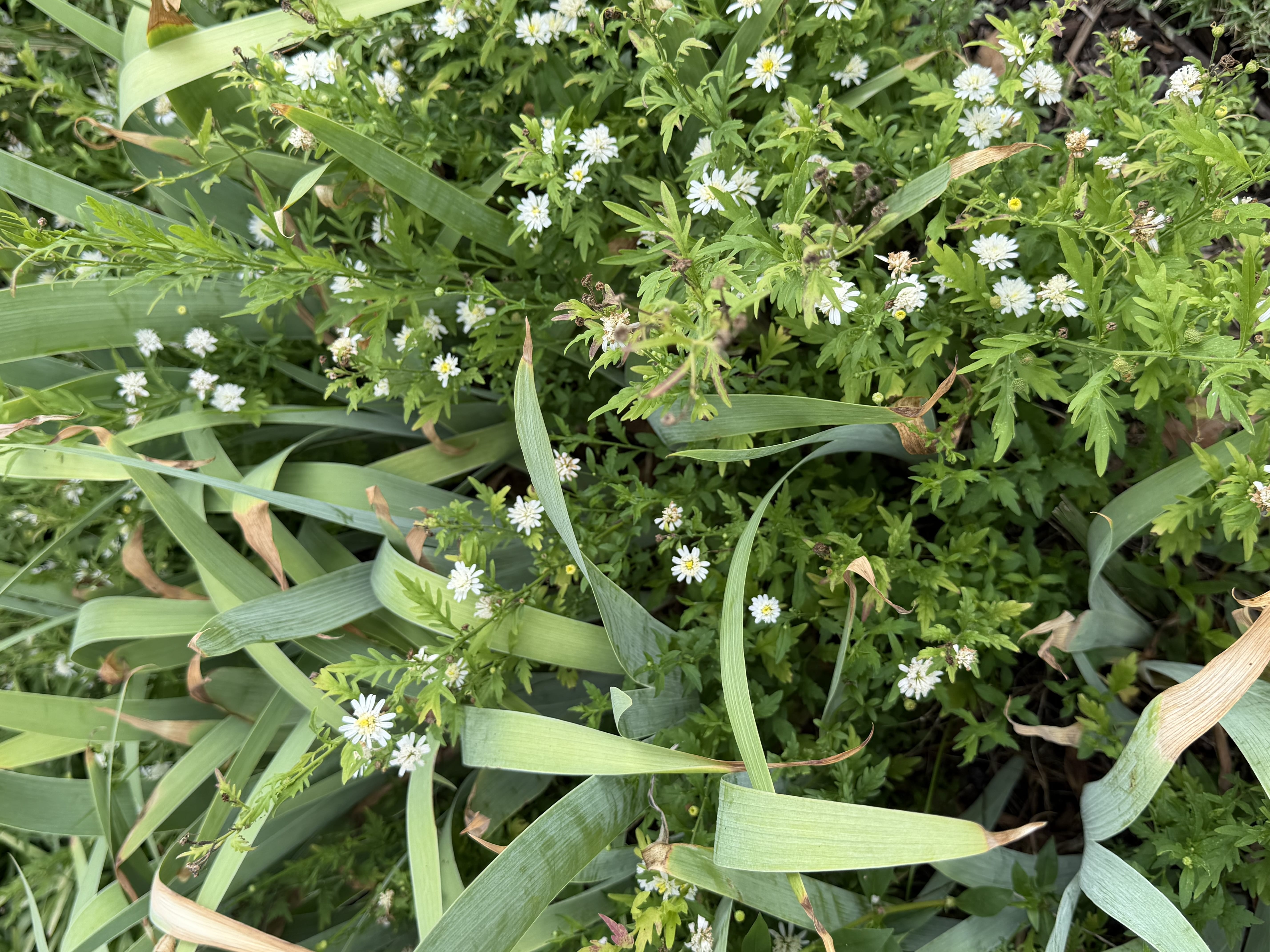 Asters are Beautiful Choices for the late-season Home Garden 3 heath asters spreading into the german bearded iris