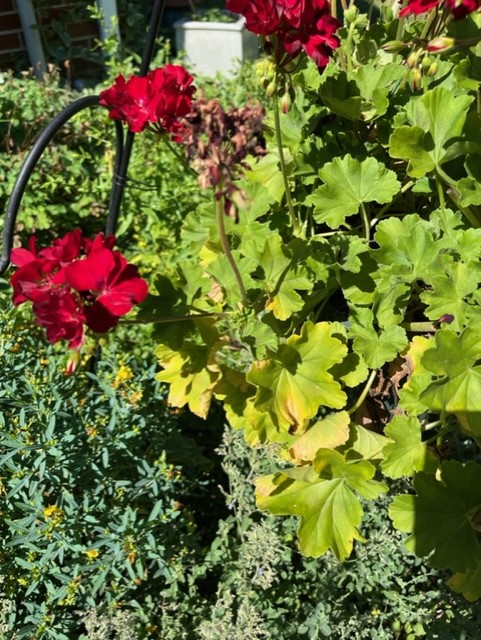 It's officially summer — what does your garden need? 1 When removing one crop to begin another cut the spent stems at the soil line rather pull the plants out. (Photo: Peggy Singlemann)