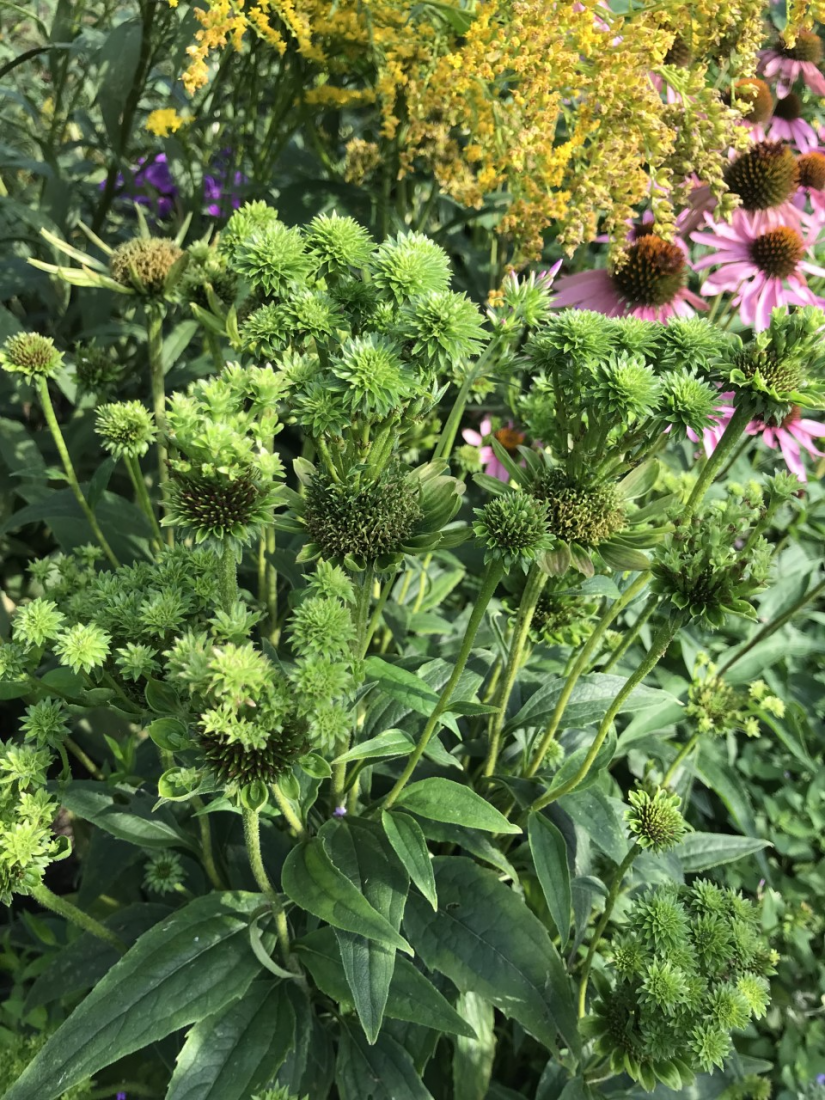Managing Summer Pests and Planning for Fall 2 Aster Yellows is a disease that affects Purple Coneflower, Echinacea purpurea. Dispose of infected plants after digging them up and disinfect the tools used. (Photo: Peggy Singlemann)