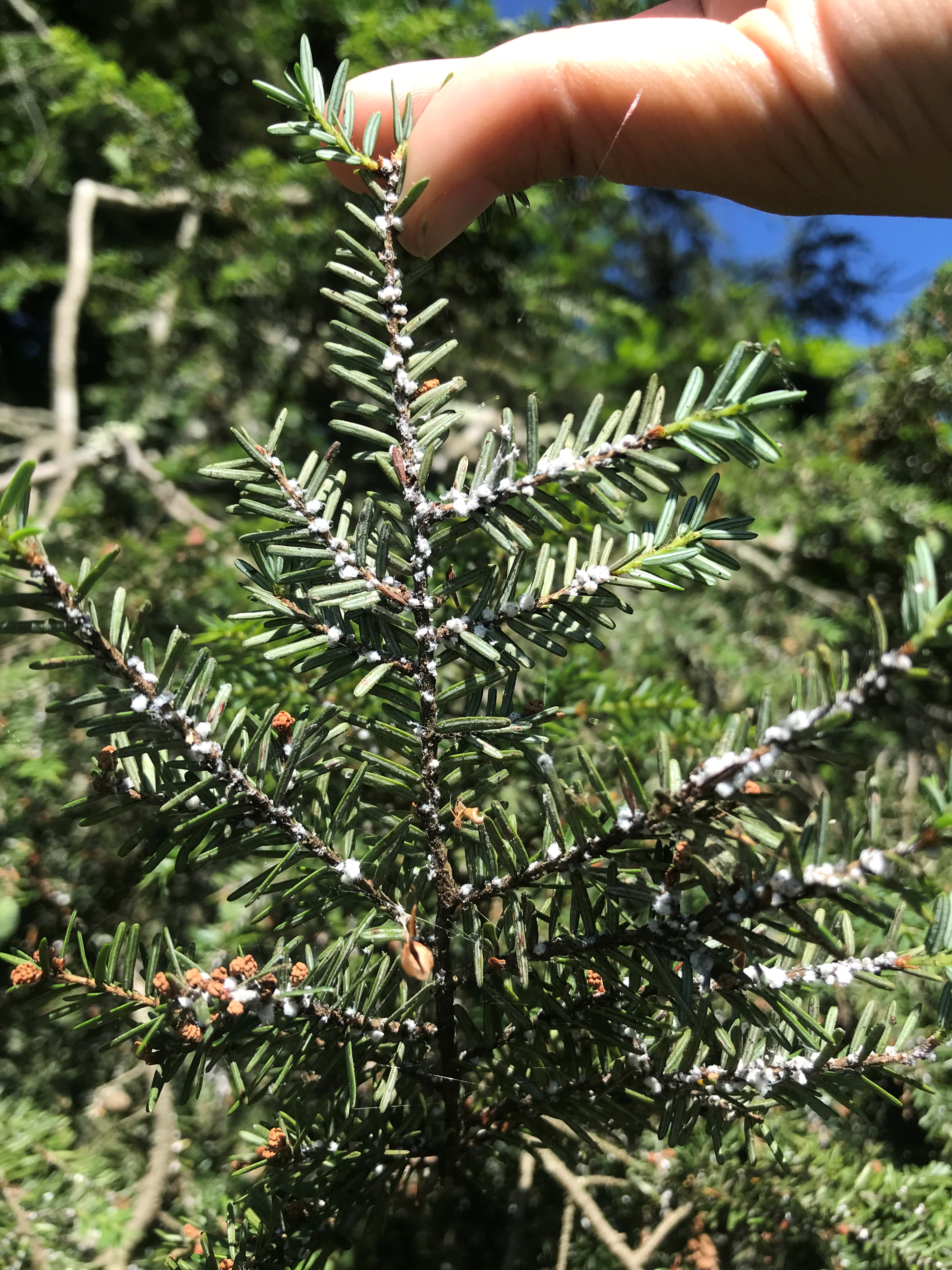Applying winter horticulture oils will smother insects that overwinter as adults, such as Hemlock Woolly Adelgids. (Photo by: Peggy Singlemann)