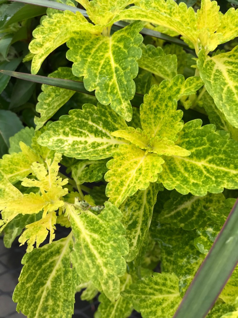 Dividing, Cuttings and Seeds 2 Take cuttings from your coleus plants before the first frost in the fall and place them in water to root. Plant the rooted cuttings in small pots and keep near a sunny window for the winter. (Photo: Peggy Singlemann)