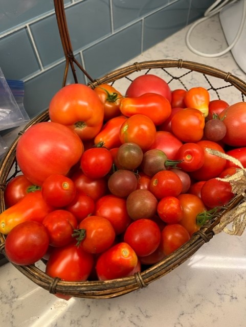 The days are getting shorter, but we're still busy in the garden! 1 Peggy recommends growing different types of tomatoes each season for a variety of sizes, colors and flavors. (Photo: Peggy Singlemann)