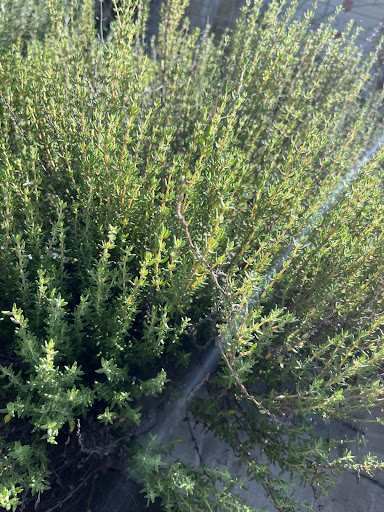 Get Started Growing Herbs 1 thyme robyn