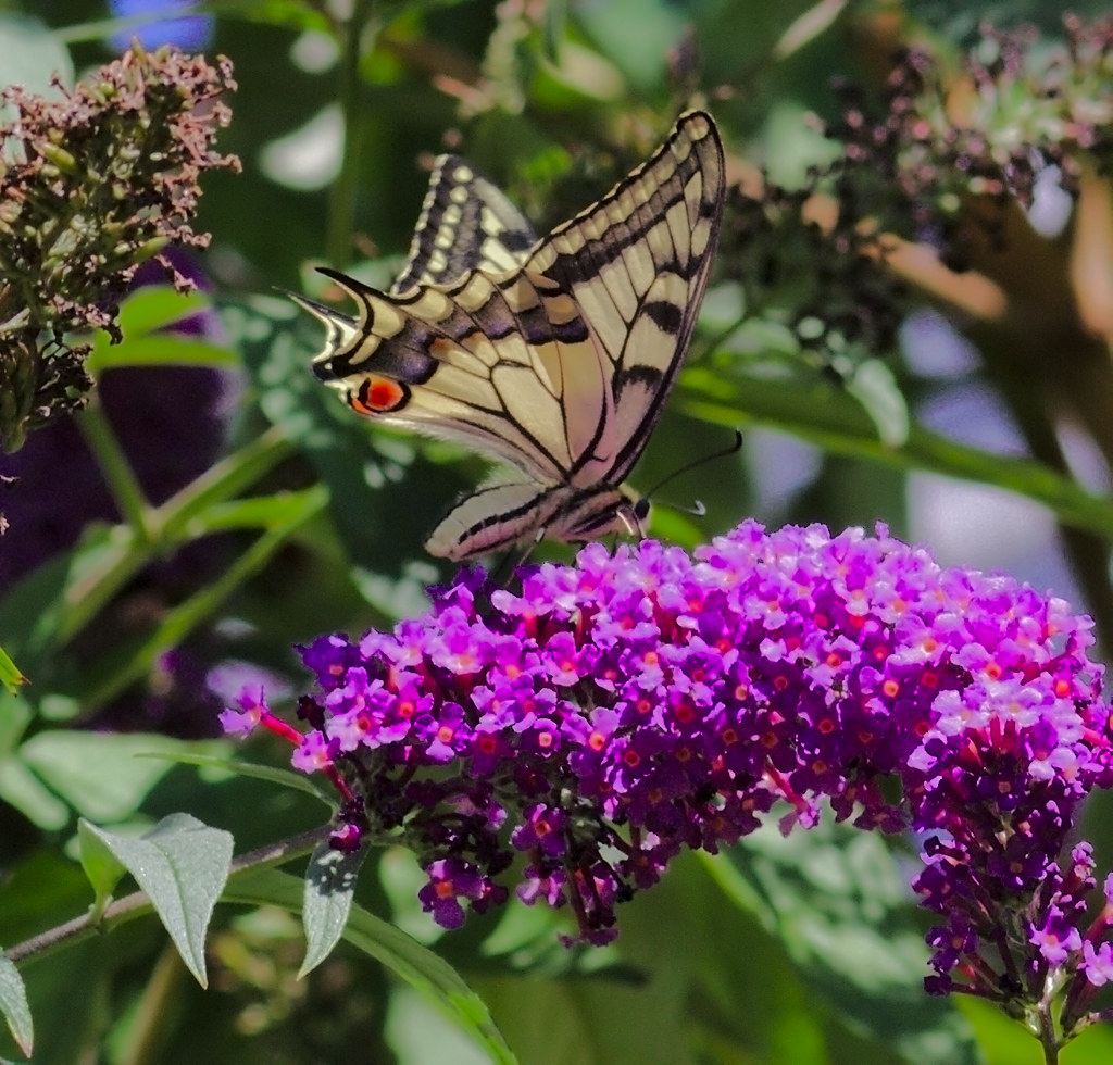 Spring is almost here, so get out the pruning shears! 2 The summer-blooming Butterfly bush blooms on old growth, which affects how to best prune it in the spring. (Photo: Stanze)