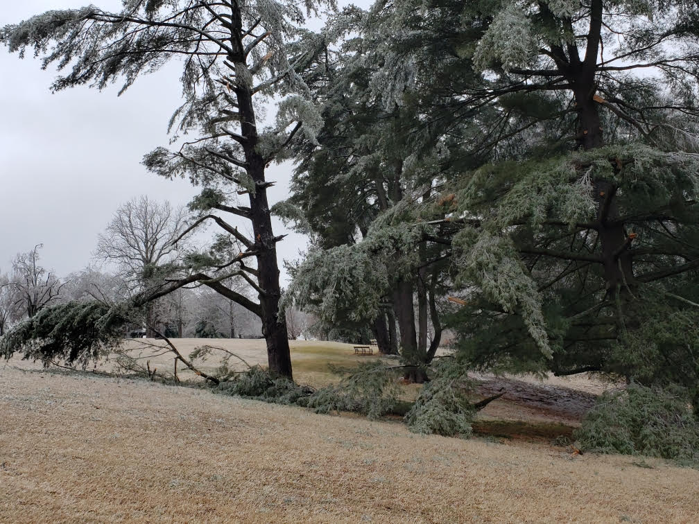 Spring is Officially Here, and so is Frost 3 The recent ice storms damaged many trees and shrubs. (Photo: Hugo Mendoza)