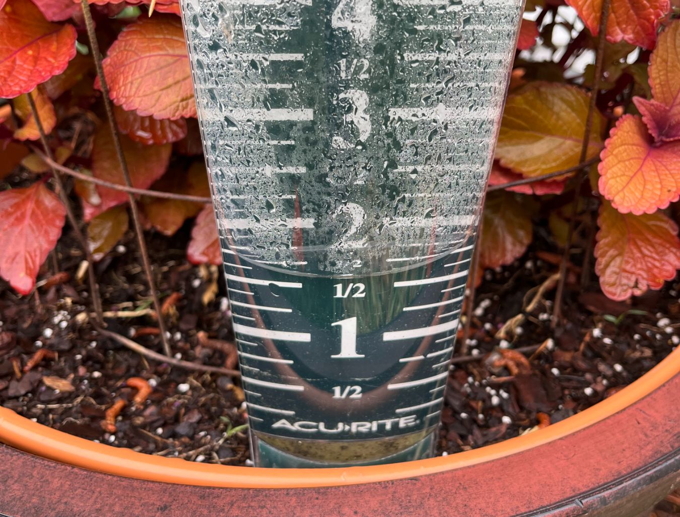 Most plants need one inch of water per week&nbsp;(Photo: Peggy Singlemann)