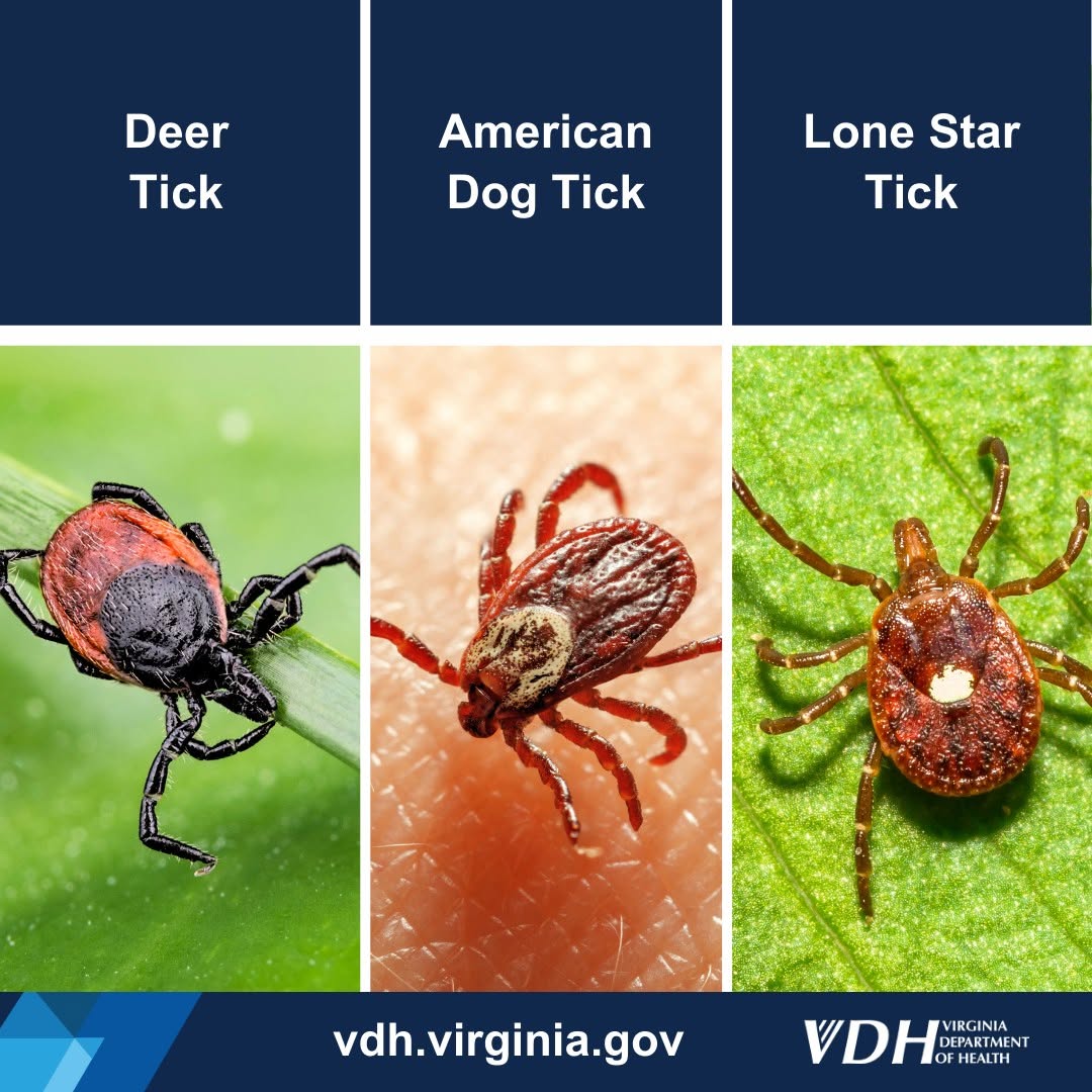 Ticks are taking over in Virginia. Could ODU's 'tick robot' help? 3 The three tick species that spread disease in Virginia. Lone stars are the most common in Hampton Roads.