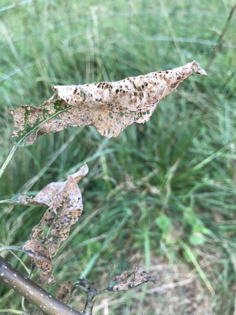 Managing Summer Pests and Planning for Fall 1 The Japanese beetles took advantage of Peggy not manually removing them while she was away on vacation. (Photo: Peggy Singlemann)