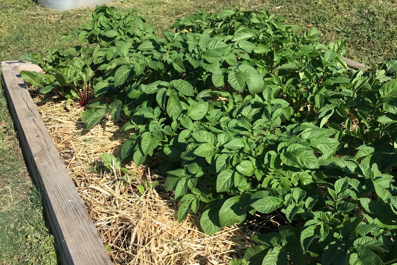 Prepare for Summer Blooms and Sow Fall Vegetables 2 A covering like straw helps to retain moisture in your garden. (Photo by Peggy Singlemann)